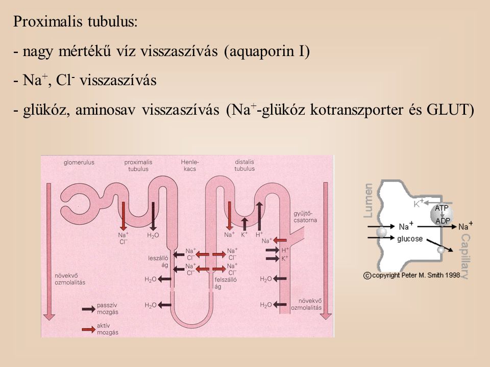 Proximalis tubulus: nagy mértékű víz visszaszívás (aquaporin I) Na+, Cl- visszaszívás.