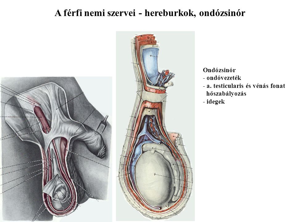 A férfi nemi szervei - hereburkok, ondózsinór