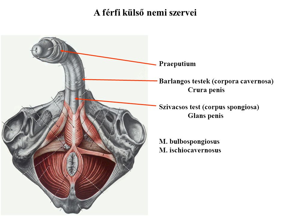 A férfi külső nemi szervei