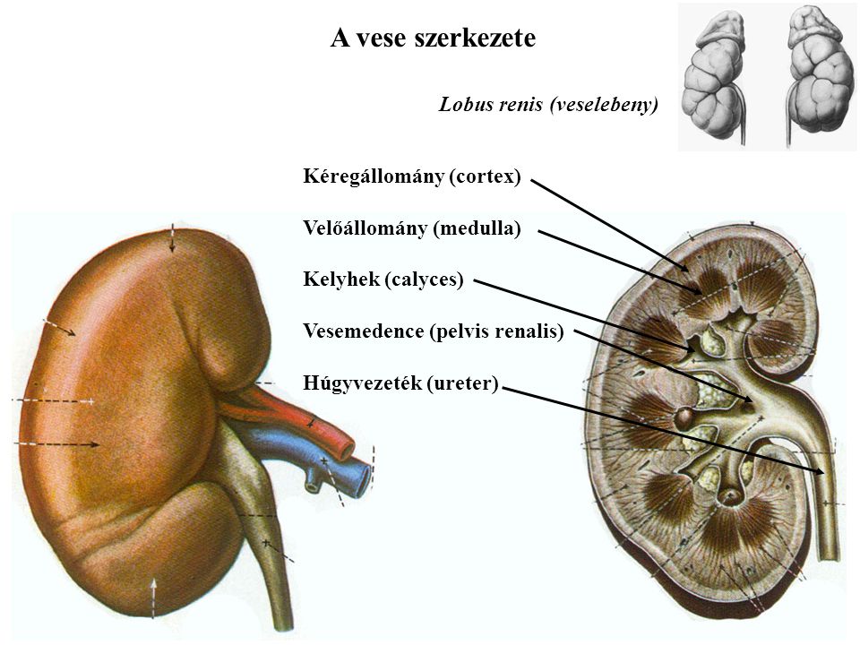 A vese szerkezete Lobus renis (veselebeny) Kéregállomány (cortex)