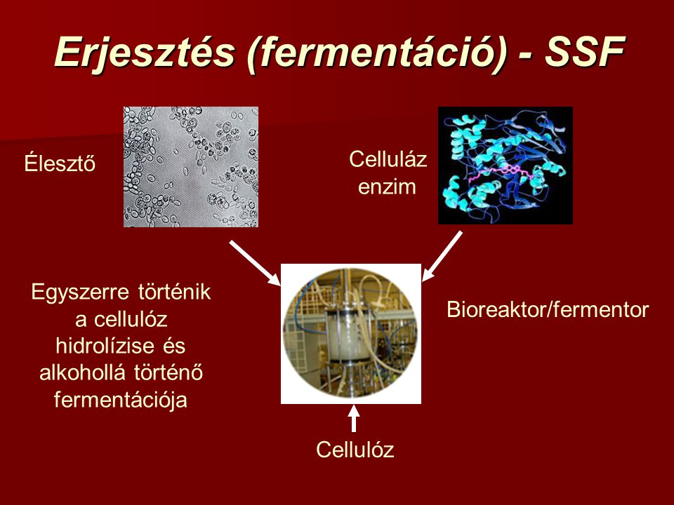 Erjesztés (fermentáció) - SSF