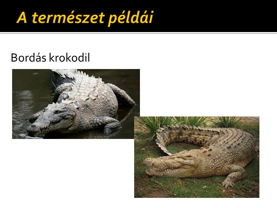 A természet példái Bordás krokodil