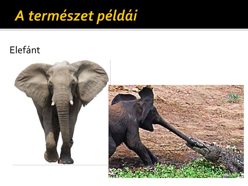 A természet példái Elefánt