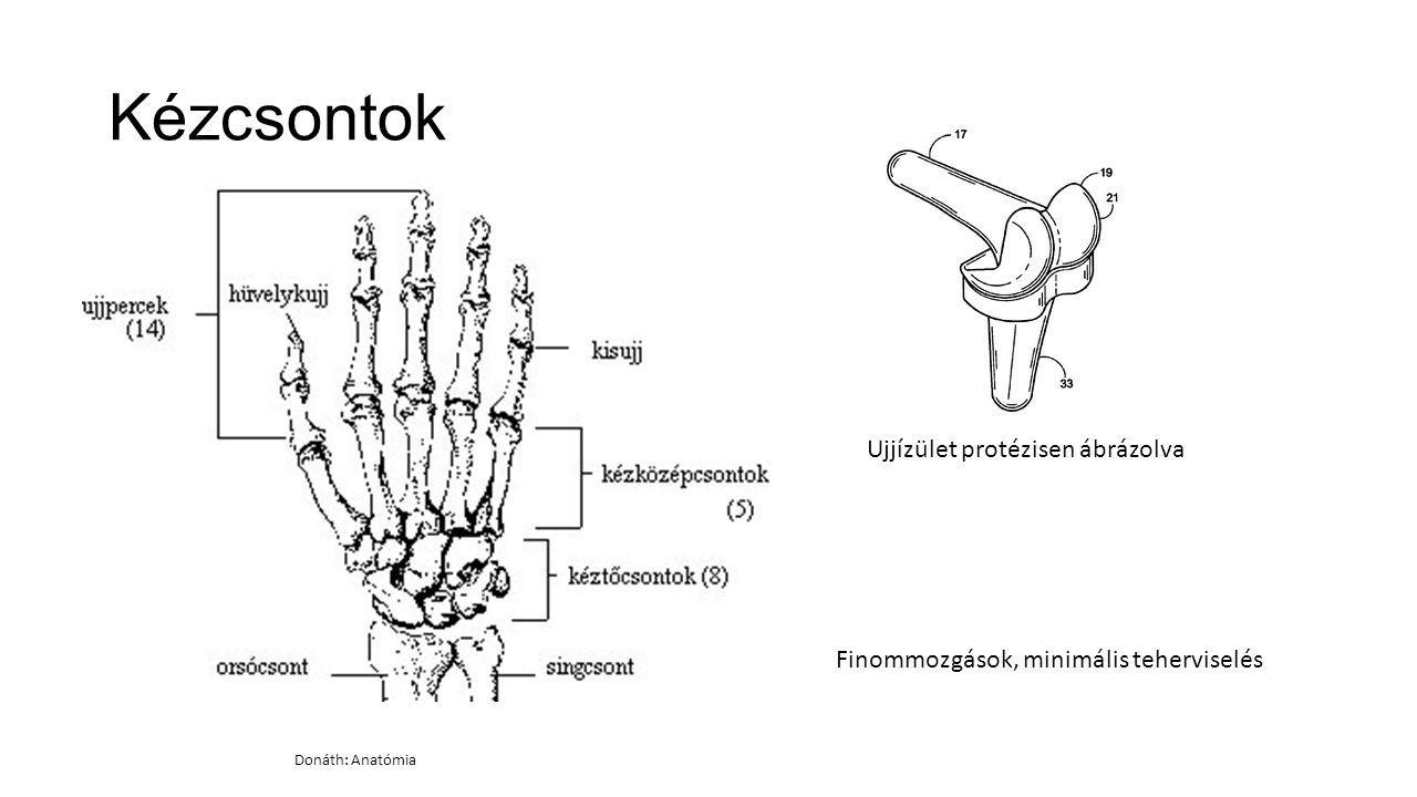 Kézcsontok Ujjízület protézisen ábrázolva