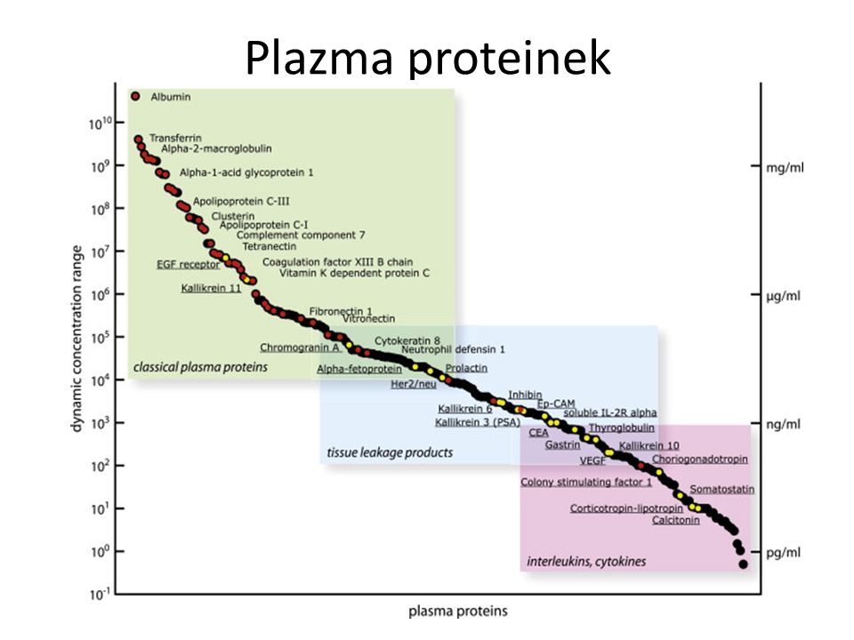 Plazma proteinek