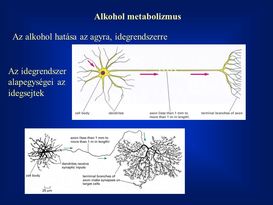Alkohol metabolizmus Az alkohol hatása az agyra, idegrendszerre.