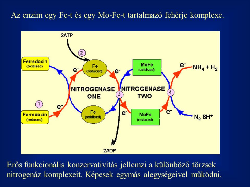 Az enzim egy Fe-t és egy Mo-Fe-t tartalmazó fehérje komplexe.