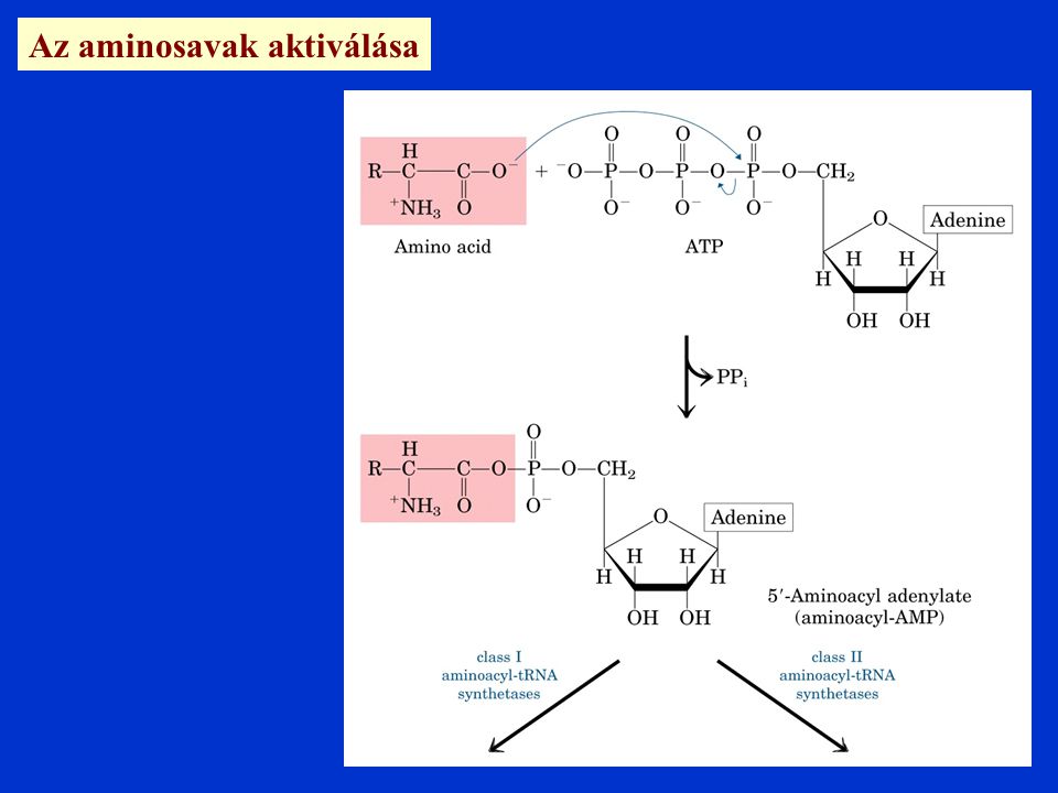 Az aminosavak aktiválása