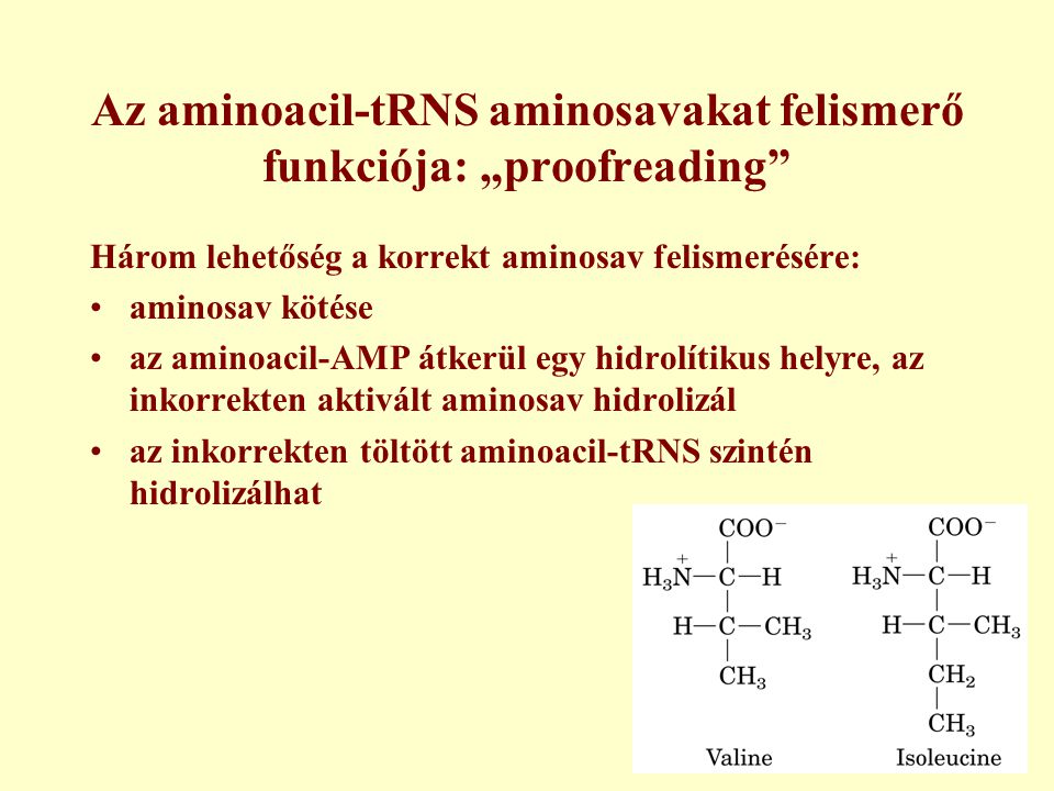 Az aminoacil-tRNS aminosavakat felismerő funkciója: „proofreading