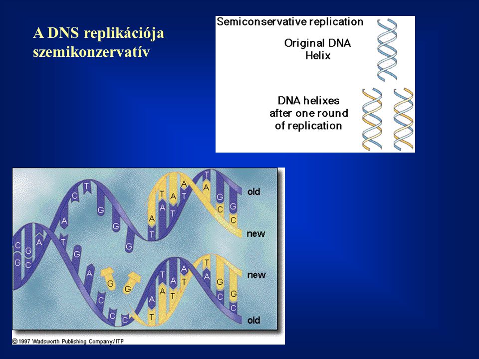 A DNS replikációja szemikonzervatív