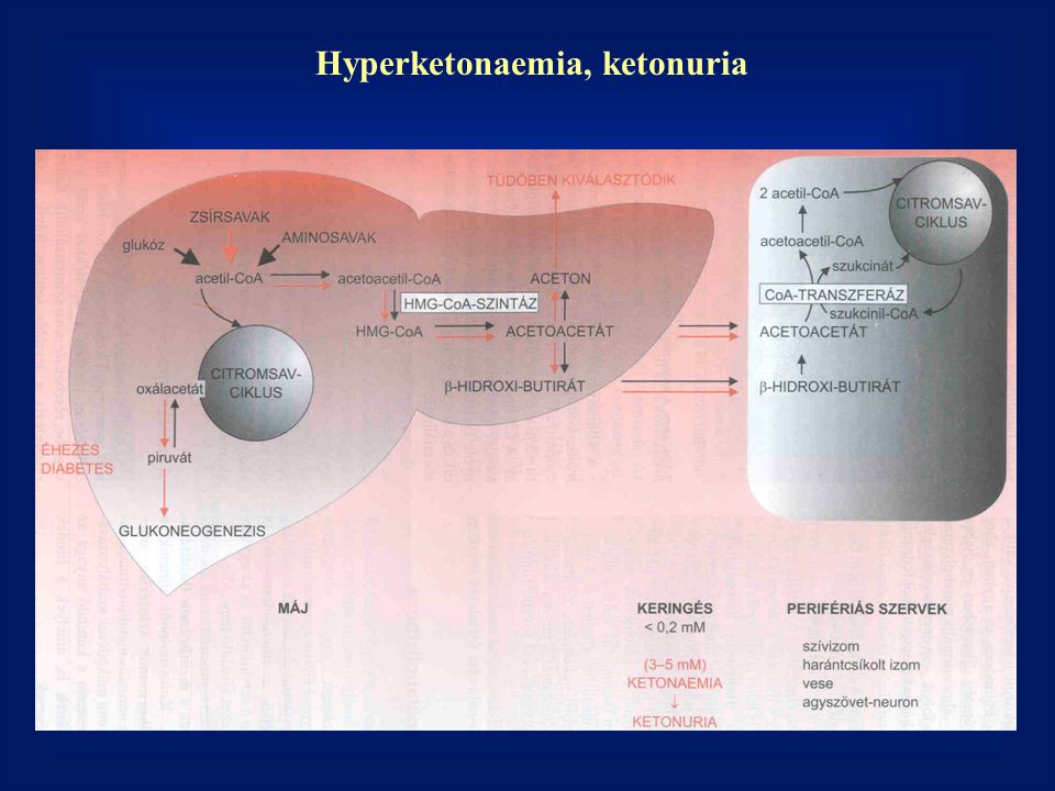 Hyperketonaemia, ketonuria