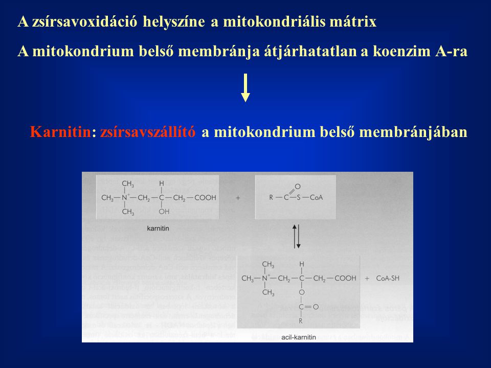 A zsírsavoxidáció helyszíne a mitokondriális mátrix