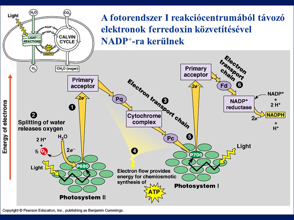 A fotorendszer I reakciócentrumából távozó elektronok ferredoxin közvetítésével NADP+-ra kerülnek