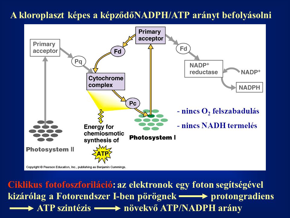 A kloroplaszt képes a képződőNADPH/ATP arányt befolyásolni