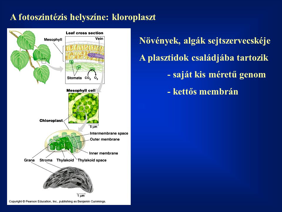 A fotoszintézis helyszíne: kloroplaszt