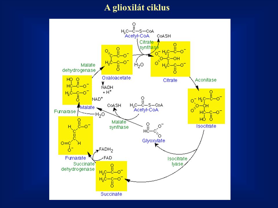 A glioxilát ciklus