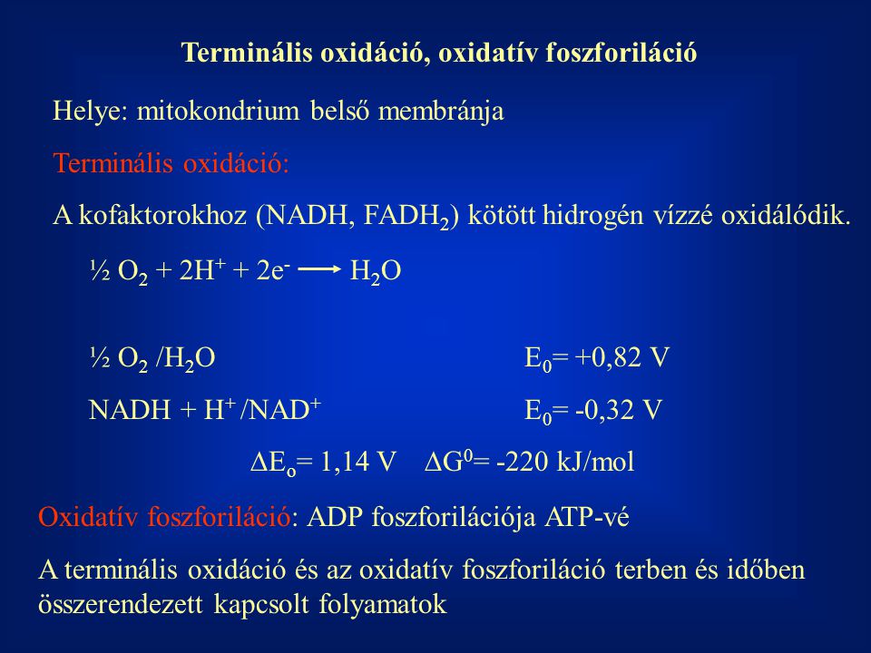 Terminális oxidáció, oxidatív foszforiláció