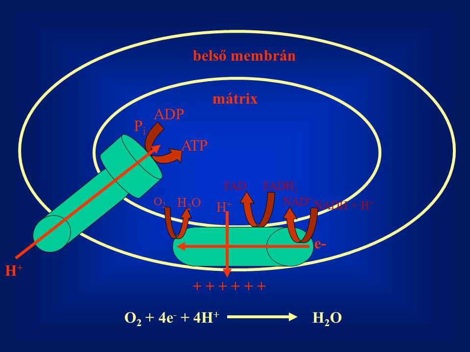 belső membrán mátrix ADP Pi ATP e- H O2 + 4e- + 4H+ H2O