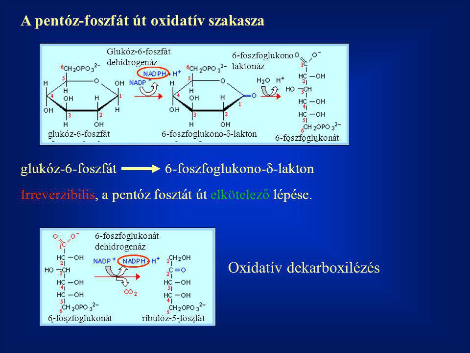 A pentóz-foszfát út oxidatív szakasza