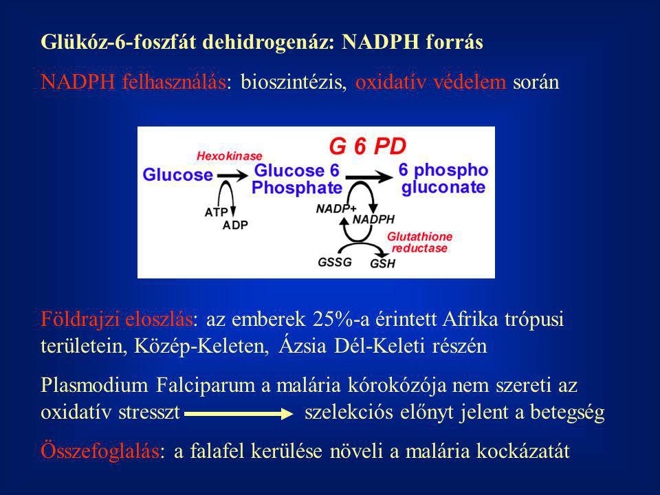 Glükóz-6-foszfát dehidrogenáz: NADPH forrás
