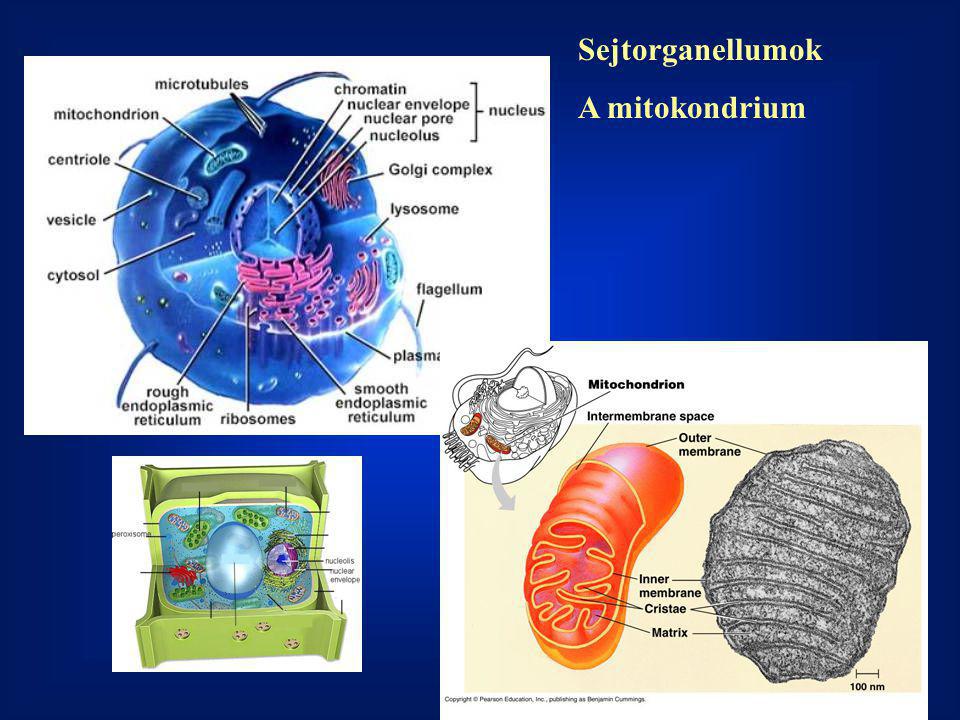 Sejtorganellumok A mitokondrium