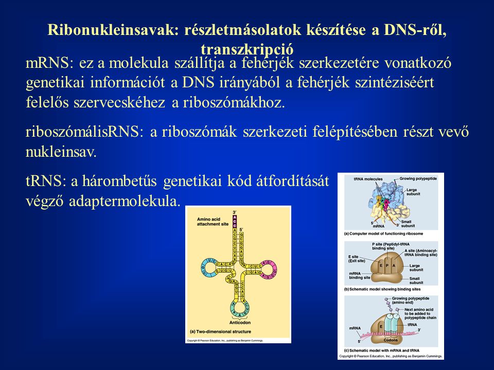 Ribonukleinsavak: részletmásolatok készítése a DNS-ről, transzkripció