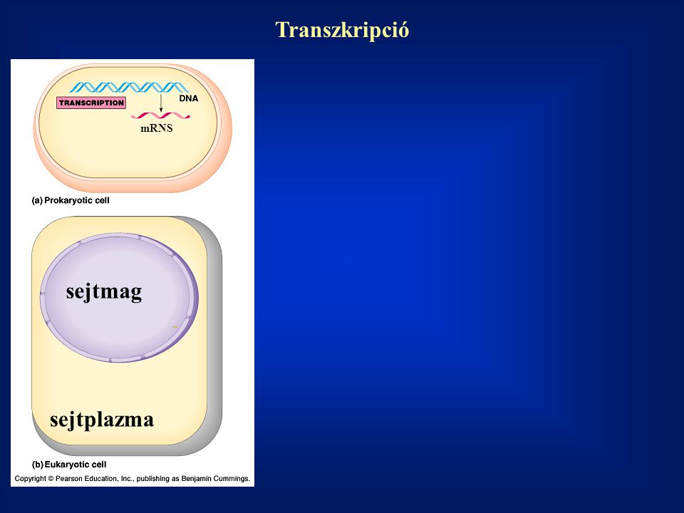 Transzkripció mRNS sejtmag sejtplazma