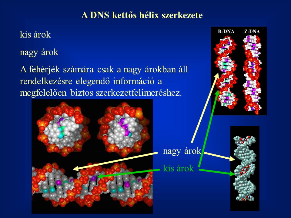 A DNS kettős hélix szerkezete