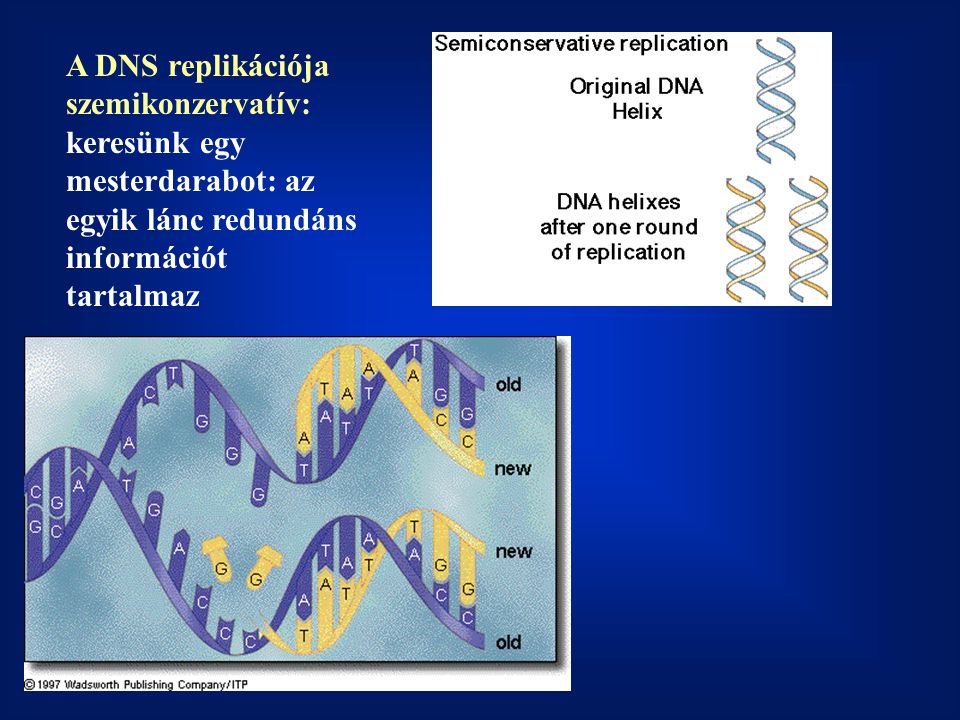A DNS replikációja szemikonzervatív: keresünk egy mesterdarabot: az egyik lánc redundáns információt tartalmaz