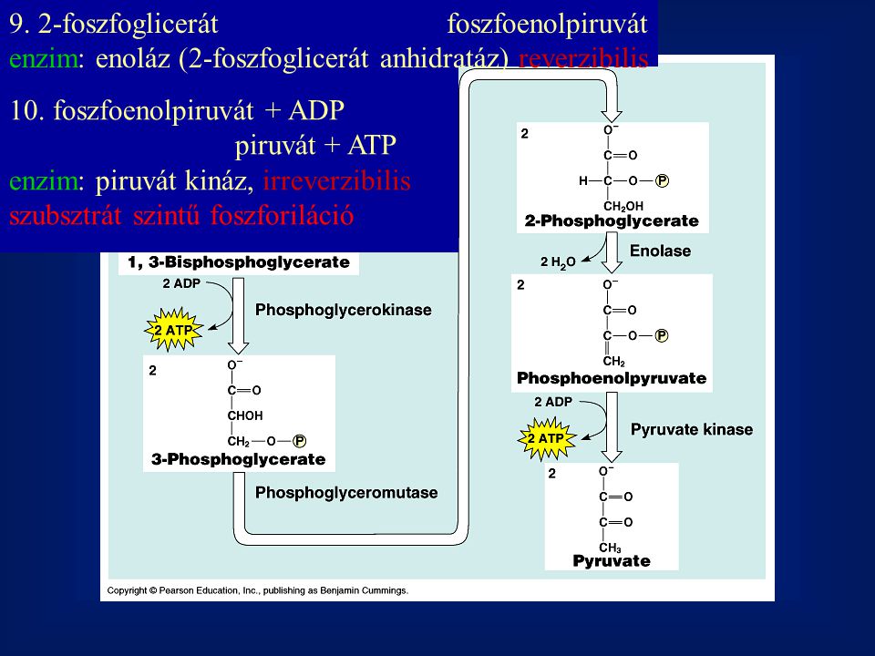 9. 2-foszfoglicerát foszfoenolpiruvát