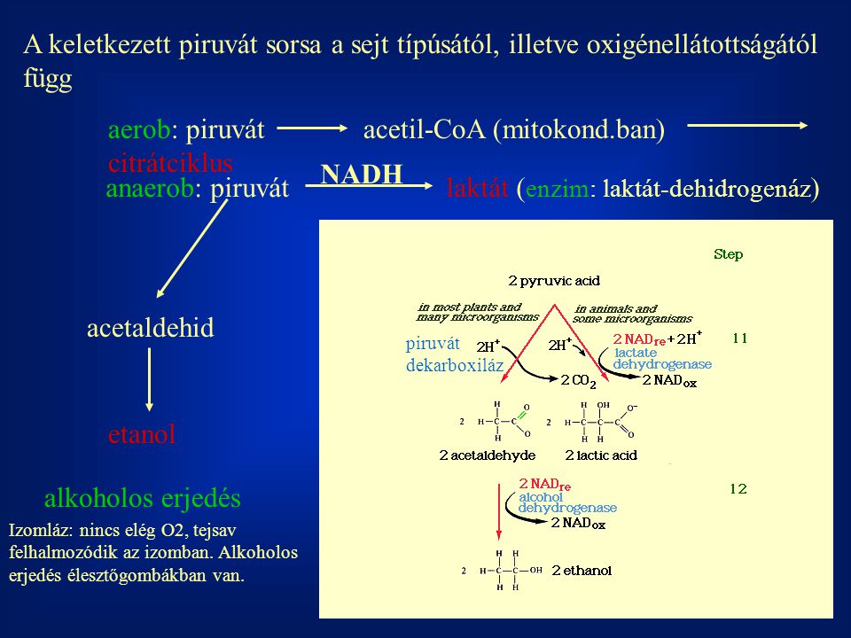 aerob: piruvát acetil-CoA (mitokond.ban) citrátciklus