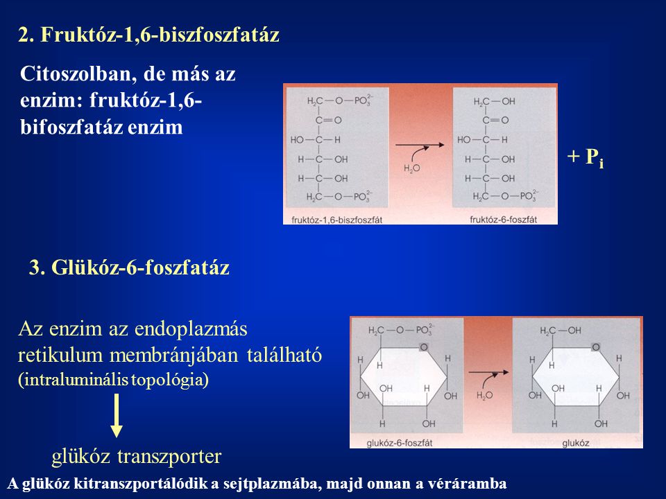 2. Fruktóz-1,6-biszfoszfatáz