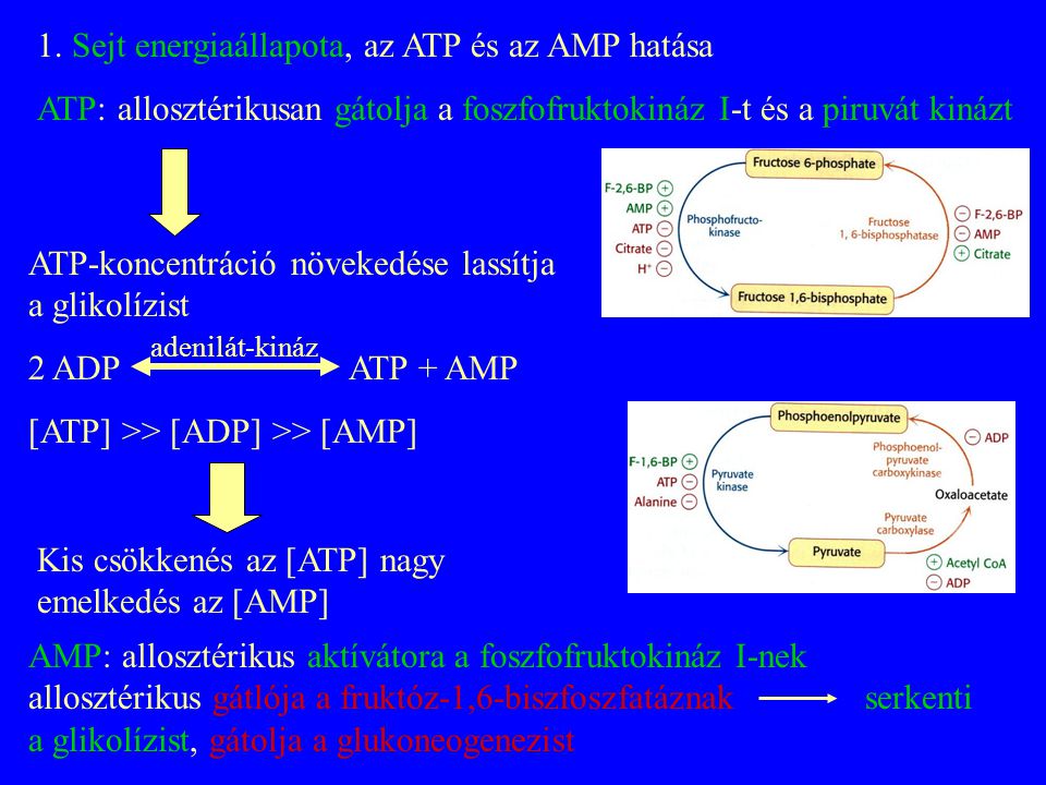 1. Sejt energiaállapota, az ATP és az AMP hatása