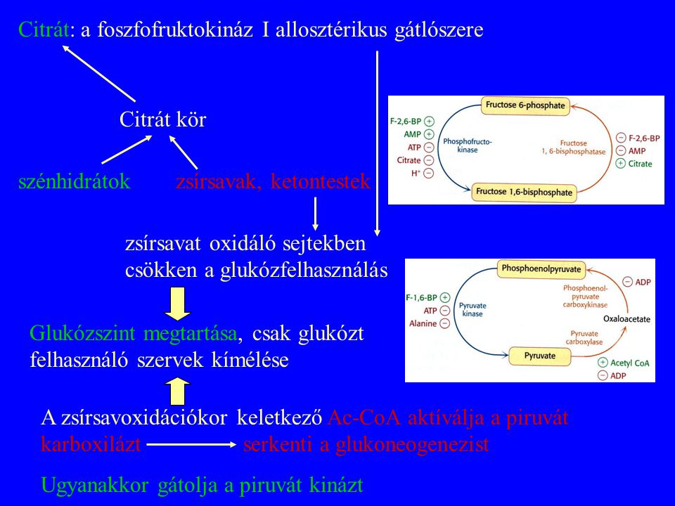 Citrát: a foszfofruktokináz I allosztérikus gátlószere