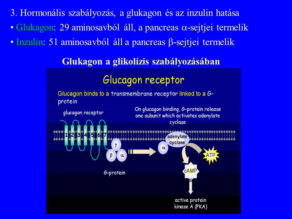 Glukagon a glikolízis szabályozásában