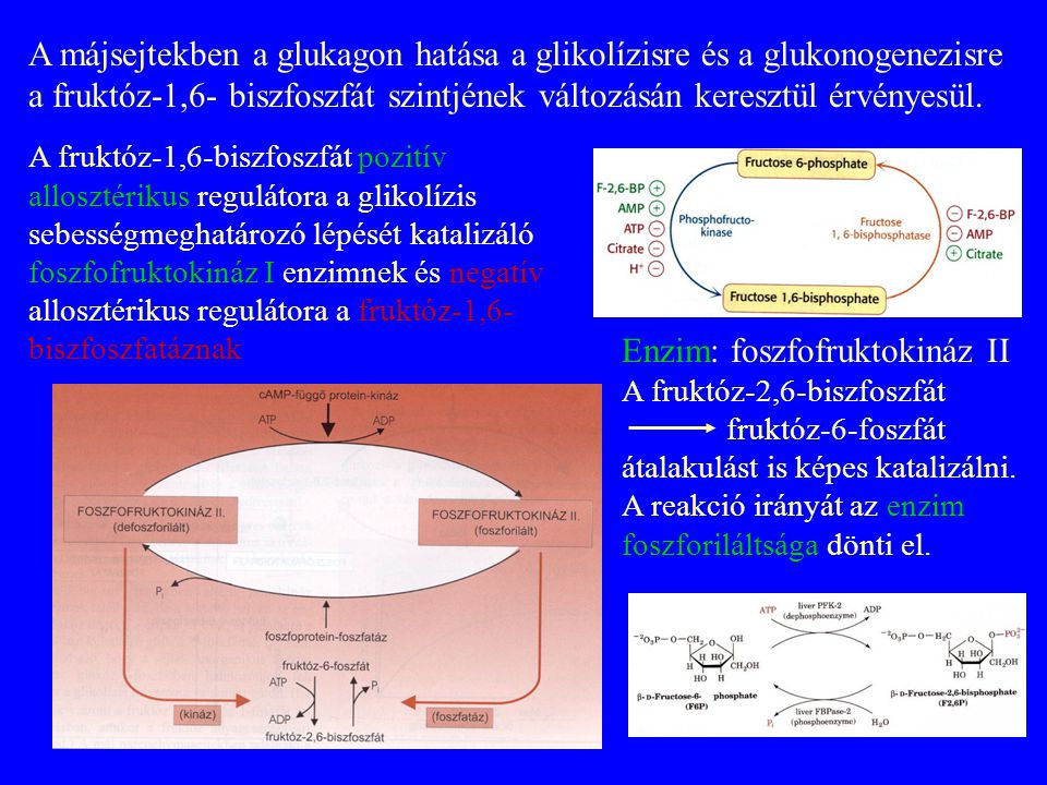 A májsejtekben a glukagon hatása a glikolízisre és a glukonogenezisre a fruktóz-1,6- biszfoszfát szintjének változásán keresztül érvényesül.