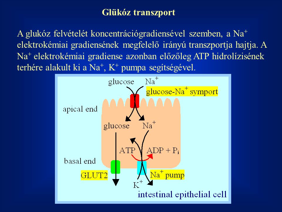Glükóz transzport