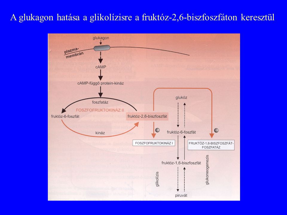 A glukagon hatása a glikolízisre a fruktóz-2,6-biszfoszfáton keresztül