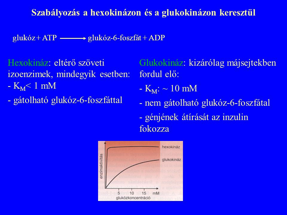 Szabályozás a hexokinázon és a glukokinázon keresztül