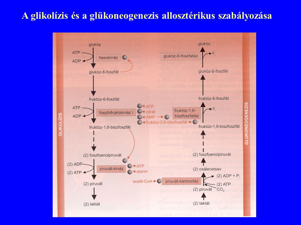 A glikolízis és a glükoneogenezis allosztérikus szabályozása