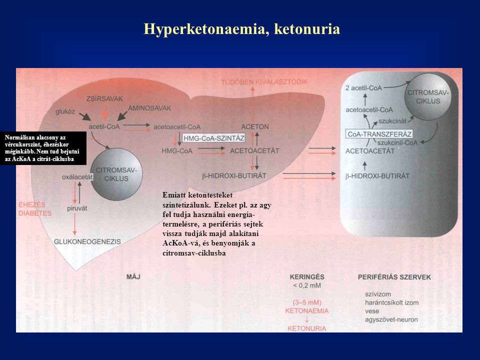 Hyperketonaemia, ketonuria