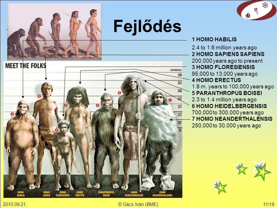 Fejlődés 1 HOMO HABILIS 2.4 to 1.6 million years ago