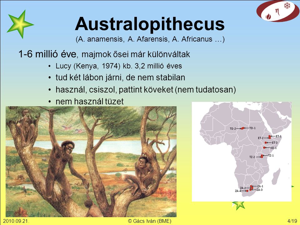 Australopithecus (A. anamensis, A. Afarensis, A. Africanus …)