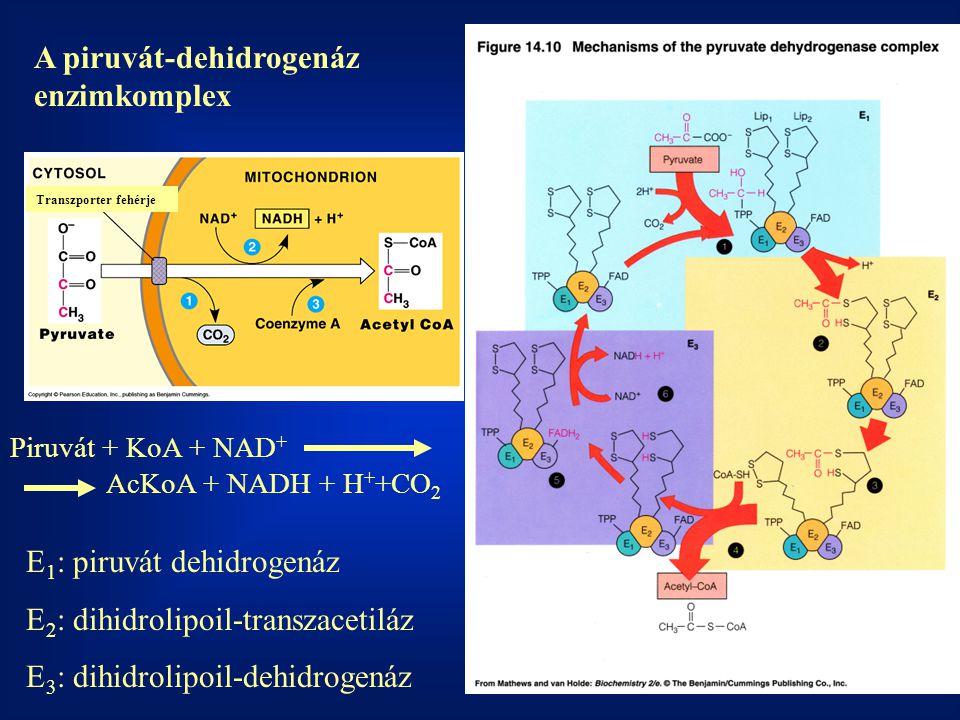 A piruvát-dehidrogenáz enzimkomplex