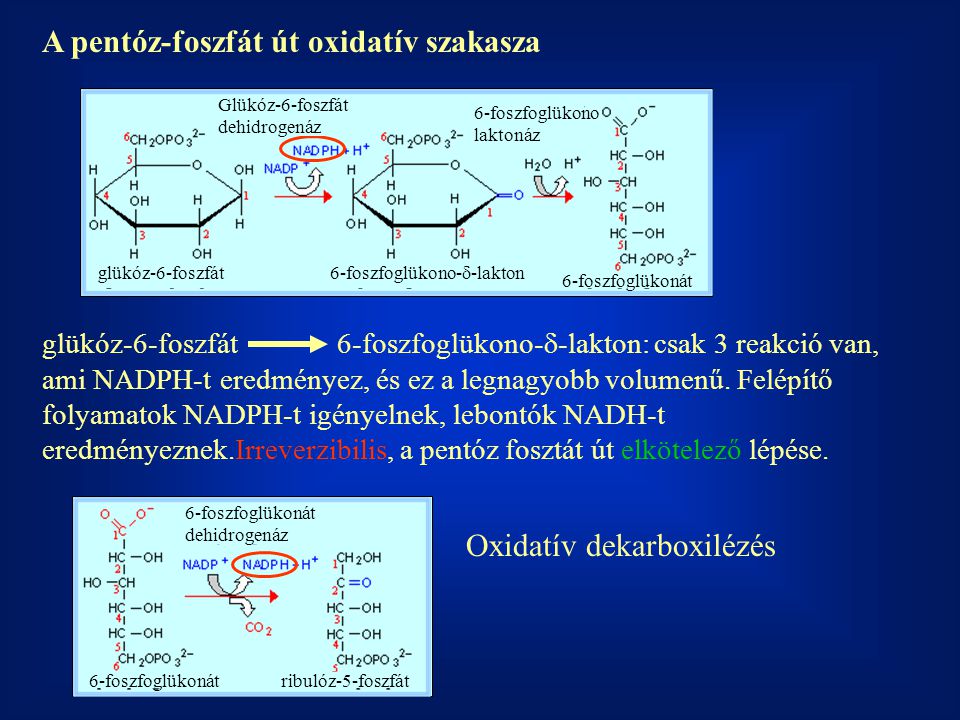 A pentóz-foszfát út oxidatív szakasza