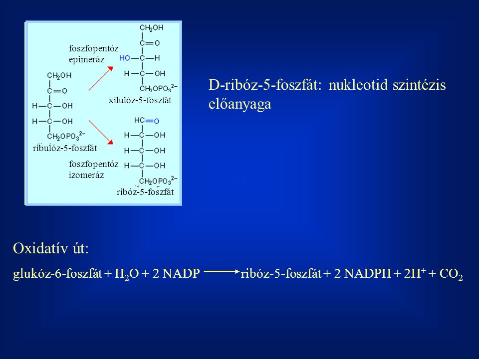 D-ribóz-5-foszfát: nukleotid szintézis előanyaga