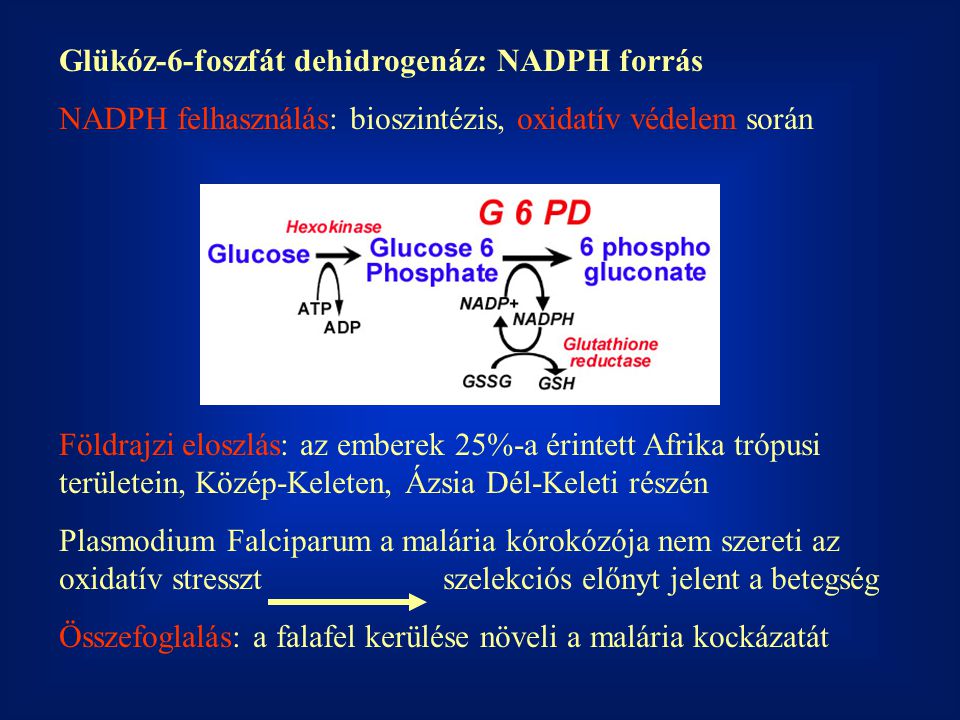 Glükóz-6-foszfát dehidrogenáz: NADPH forrás
