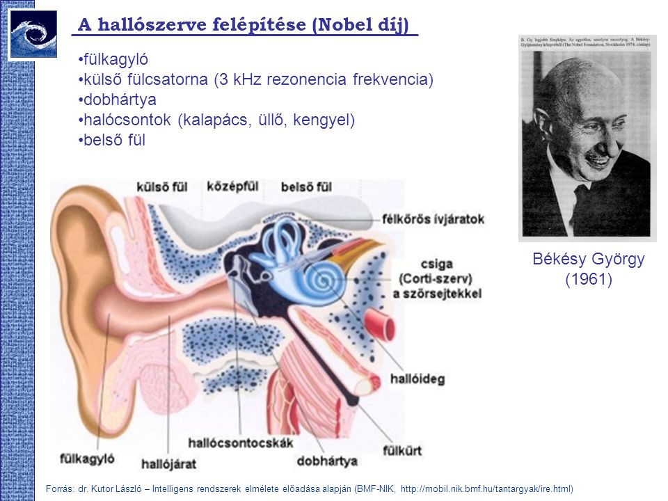 A hallószerve felépítése (Nobel díj)