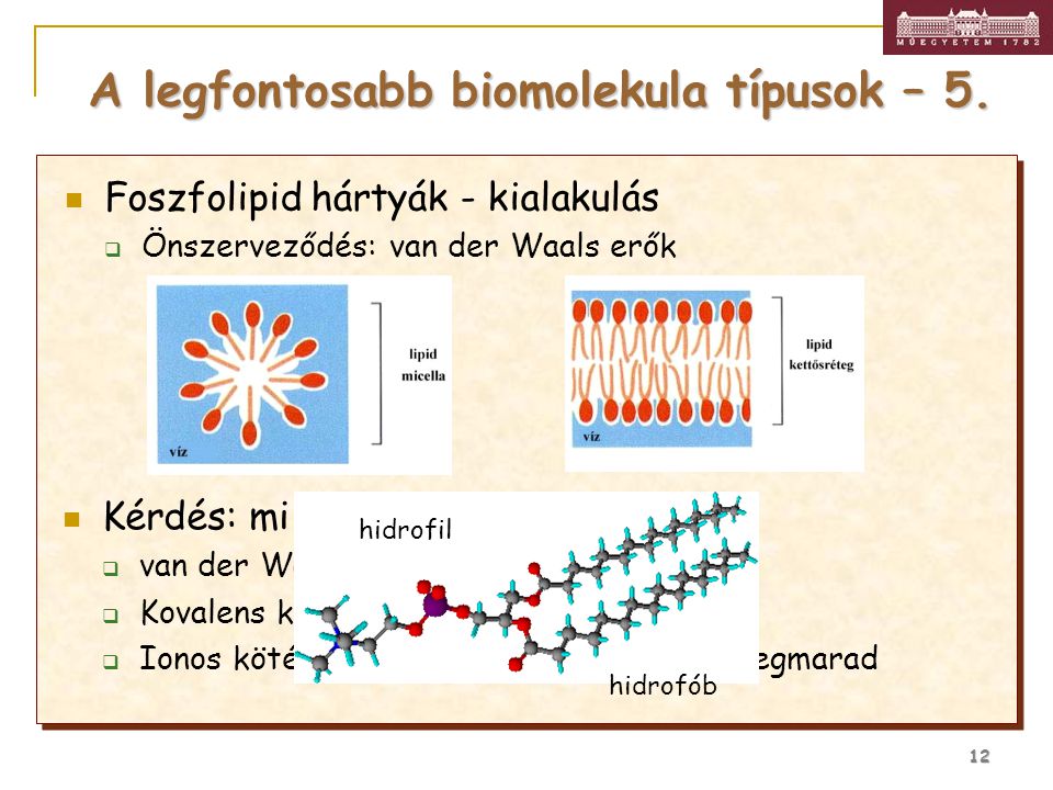 A legfontosabb biomolekula típusok – 5.