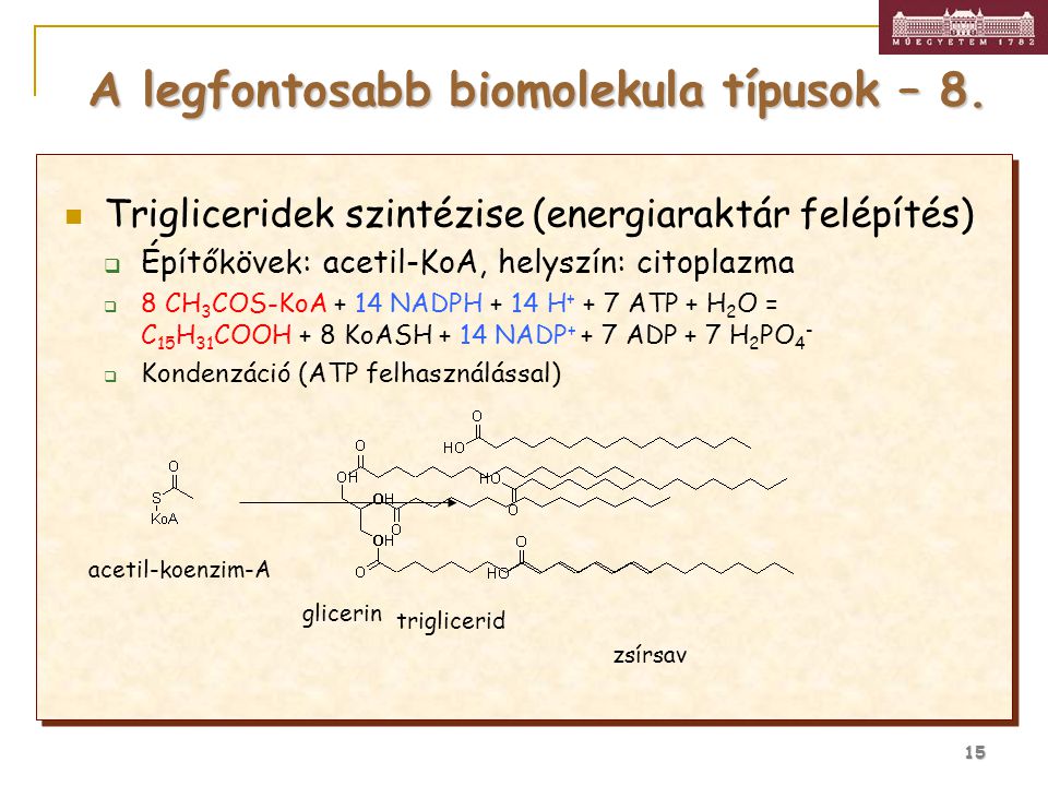 A legfontosabb biomolekula típusok – 8.